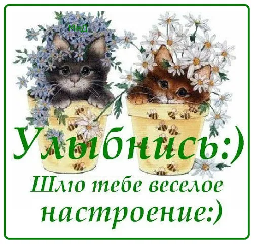 Открытка Улыбнись - Два котенка в цветочных горшках с ромашками. | Красивая открытка #148