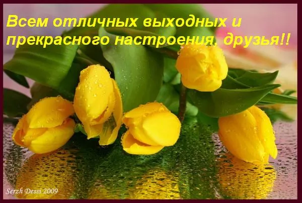 Открытка Выходные - Желтые тюльпаны с каплями росы: открытка | Красивая открытка #83
