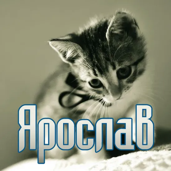 Открытка Открытки с именем Ярослав  - Милый котенок: Открытка с котенком, фото | Красивая открытка #132