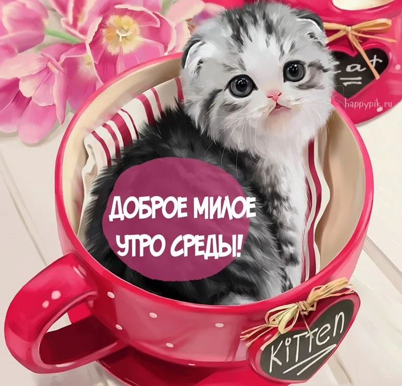 Открытка Доброе утро среда - Дарю милое котенок: открытка с утра! | Красивая открытка #16