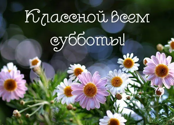 Открытка С субботой - Полевые цветы: нежные ромашки на открытке | Красивая открытка #11