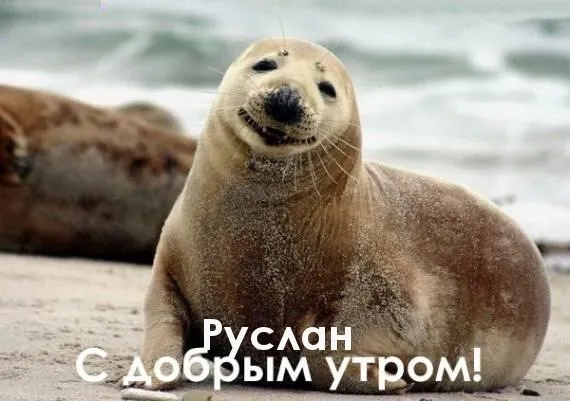 Открытка открытки с именем Руслан - С добрым утром! Открытка с морским котиком | Красивая открытка #250