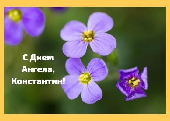 Открытка Открытки с именем Константин  - Фиолетовые цветы крупный план | Красивая открытка #206
