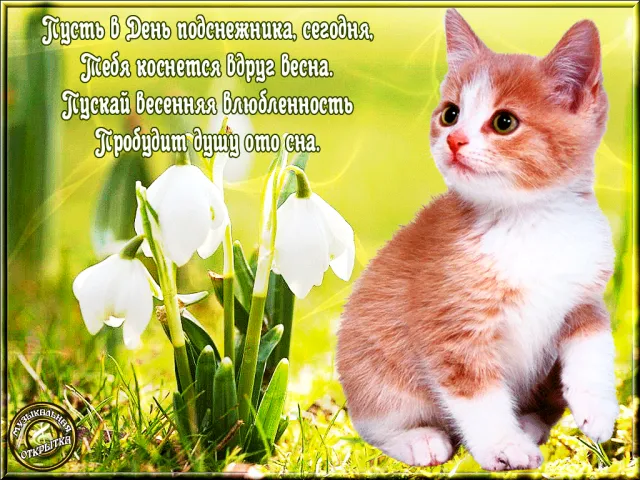 Открытка С днём подснежника - Котенок на лугу: открытка с подснежниками | Красивая открытка #9