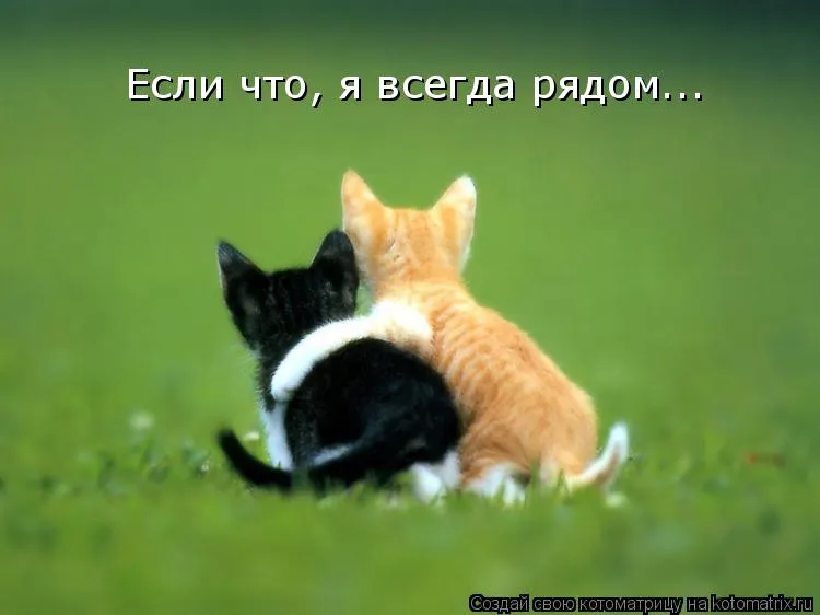 Открытка Открытки я рядом - Две кошки на траве: милые котята, фото для открытки | Красивая открытка #21