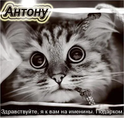 Открытка открытки с именем Антон  - Черно-белый котенок с большими глазами | Красивая открытка #191