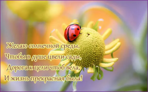 Открытка Открытки на среду - Открытка: Цветы, божья коровка, яркий фон | Красивая открытка #208