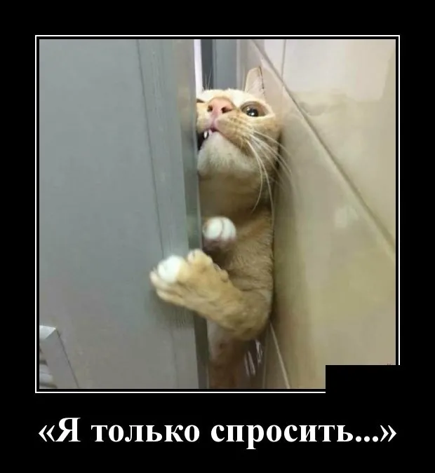 Открытка Демотиваторы - Забавные открытки с котиком: смешные картинки | Красивая открытка #26