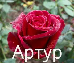 Открытка открытки с именем Артур - Красная роза с каплями росы: открытка с цветами | Красивая открытка #170