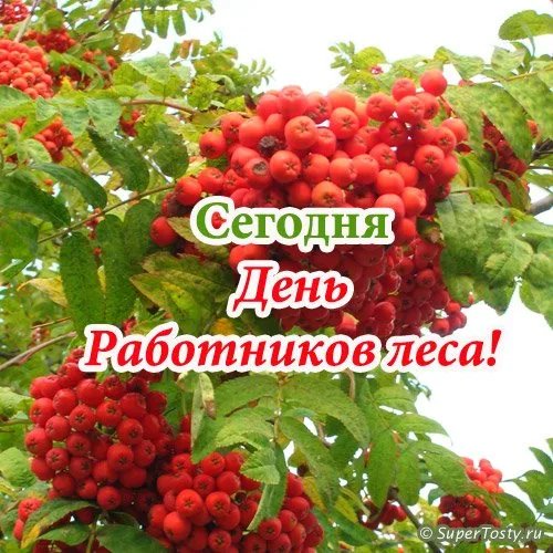 Открытка С днём работника леса - Открытка с красными ягодами: День работников леса | Красивая открытка #48