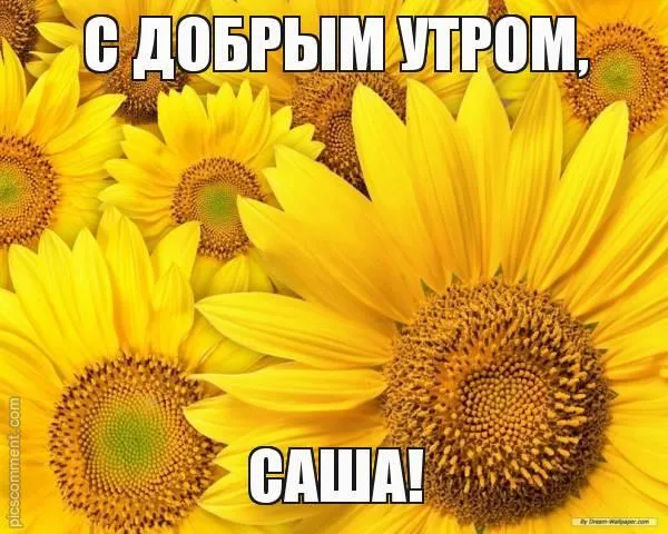 Открытка Открытки с именем Александра - Открытка с подсолнухами: солнечное утро | Красивая открытка #156