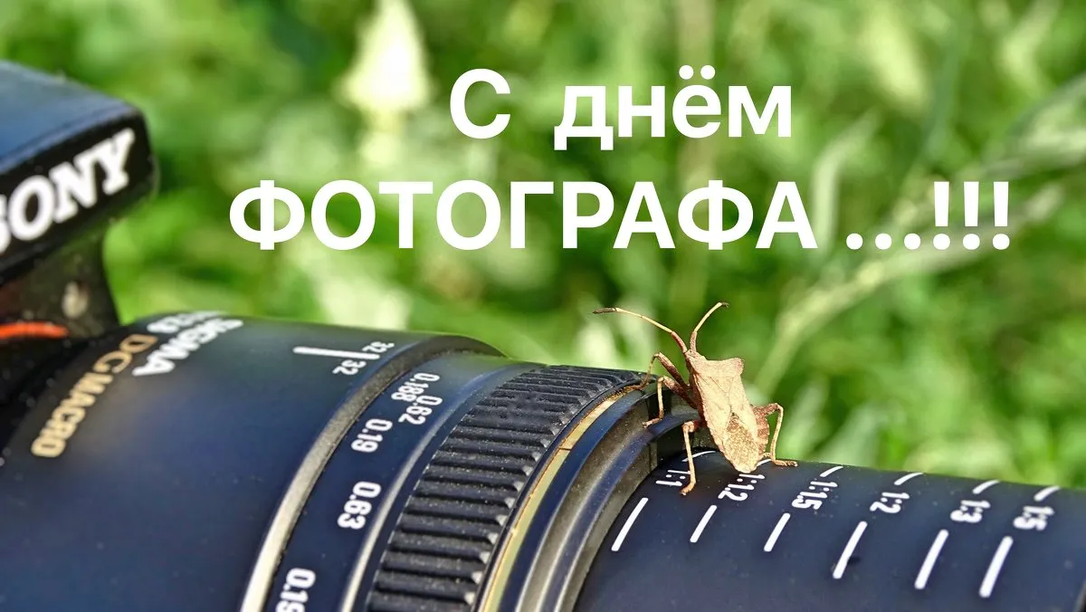 Открытка День фотографа - Колибри на объективе фотоаппарата. Открытка | Красивая открытка #43