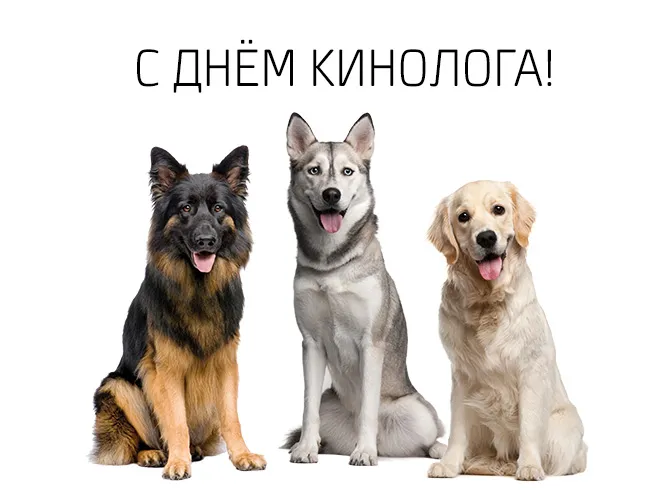 Открытка День кинолога - Открытка с собаками: немец, хаски, золотистый ретривер | Красивая открытка #15