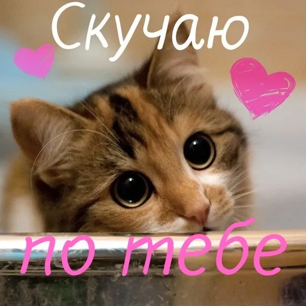 Открытка Открытки скучаю по тебе - Котёнок с грустными глазами. Открытка с котиком | Красивая открытка #6