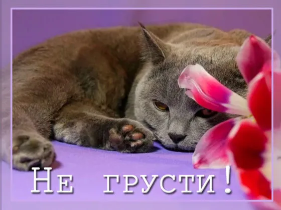 Открытка Не грусти - Серый кот и розовые цветы: открытка с котиком | Красивая открытка #57