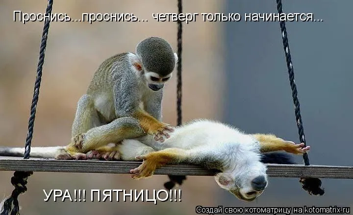Открытка Открытки на четверг - Ленивец на ветке: смешная открытка с обезьяной | Красивая открытка #131