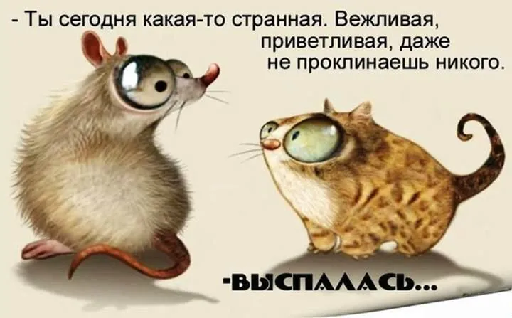 Открытка Прикольные открытки с животными - Забавная открытка с мышью и кошкой | Красивая открытка #21