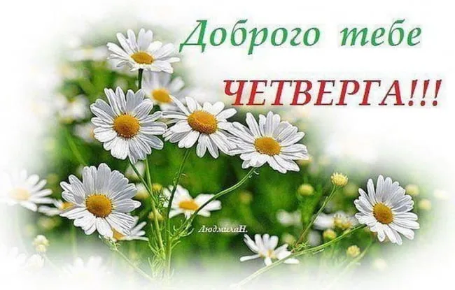 Открытка С четвергом - Полевые цветы: ромашки на лугу | Красивая открытка #19