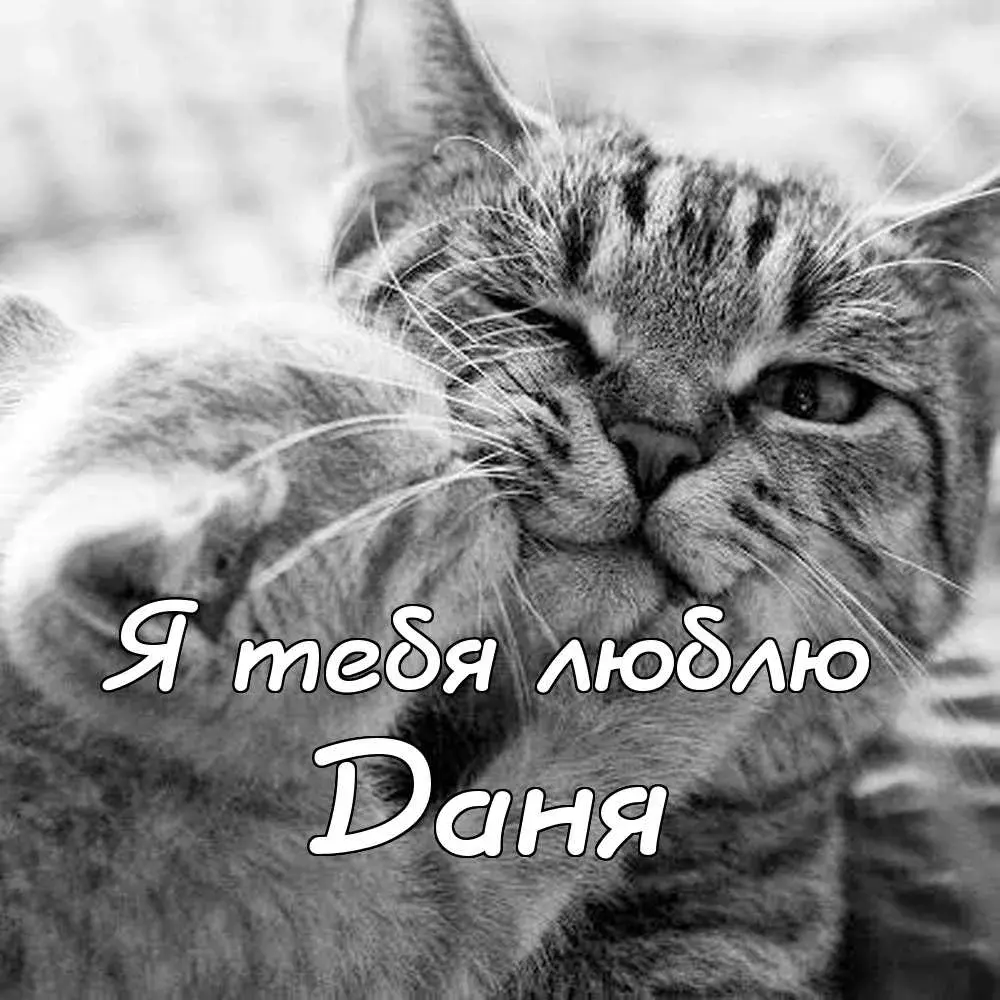 Открытка Открытки с именем Даниил/Данил - Близкий план кошки. Черно-белое фото. | Красивая открытка #234