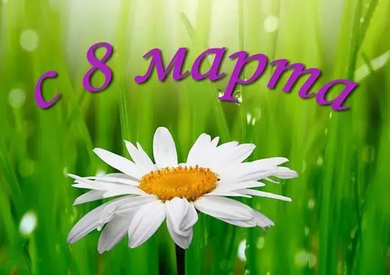 Открытка С ромашками - Белая ромашка на фоне зеленой травы | Красивая открытка #36