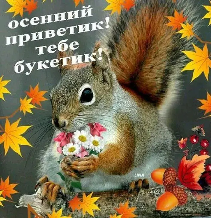 Открытка осенний привет - Белка с цветами: поздравления с праздником! | Красивая открытка #35