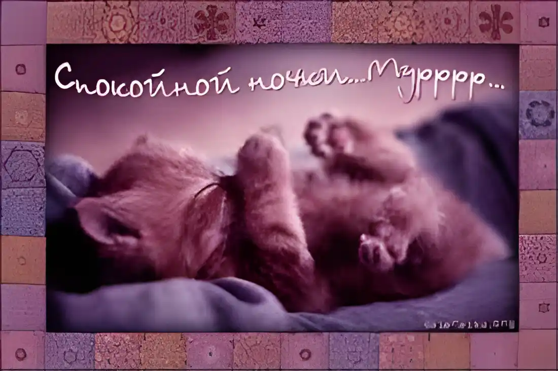 Открытка Спокойной ночи - Спящий котенок: милая открытка с котенком на подушке | Красивая открытка #260