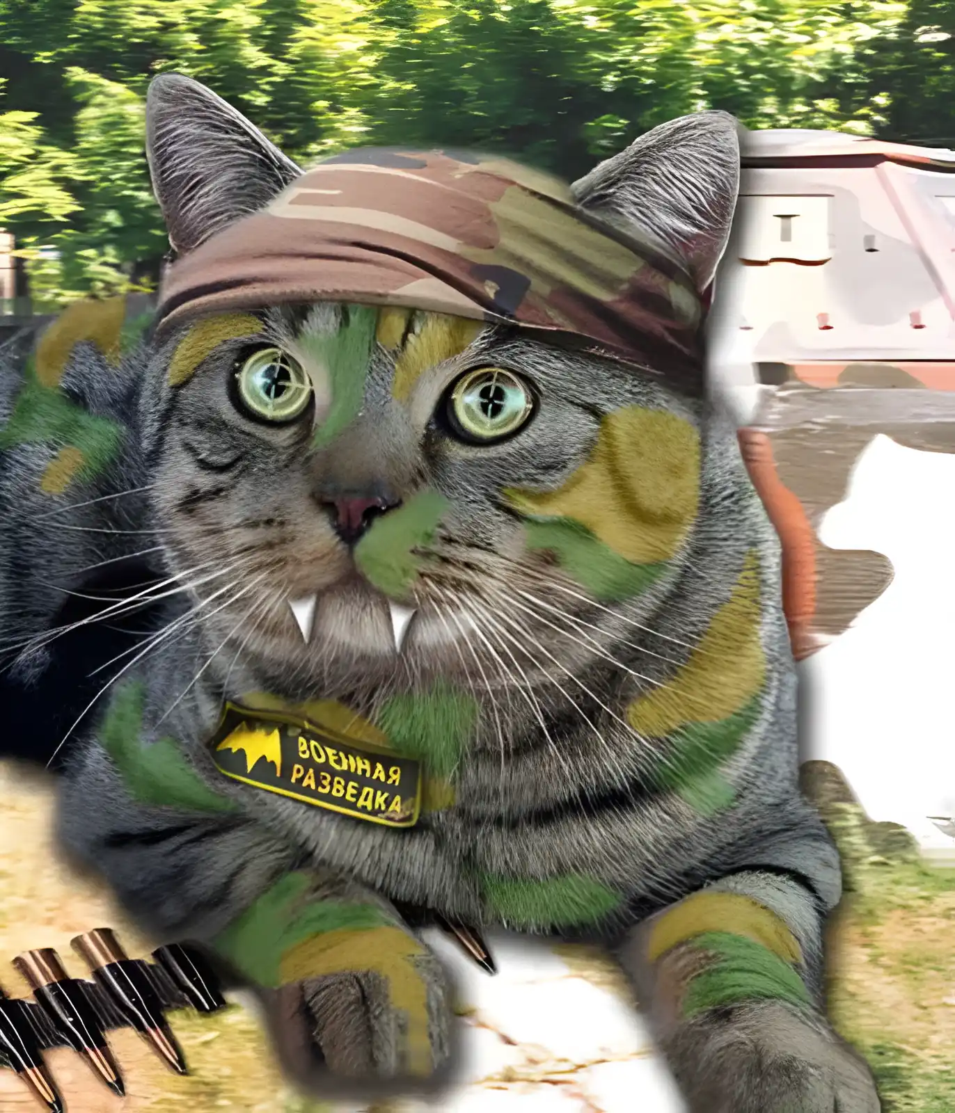 Открытка С днём военного разведчика - Военный кот: открытка с армейским котом в камуфляже | Красивая открытка #42