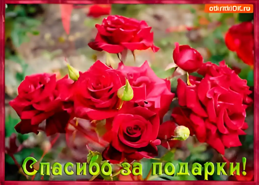 Открытка открытки с благодарностью  - Открытка с красными розами - Спасибо за подарки! | Красивая открытка #168