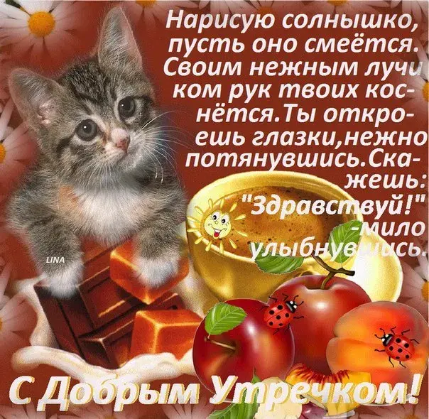 Открытка открытки с добрым утром - Открытка с котиком и фруктами - доброе утро! | Красивая открытка #219