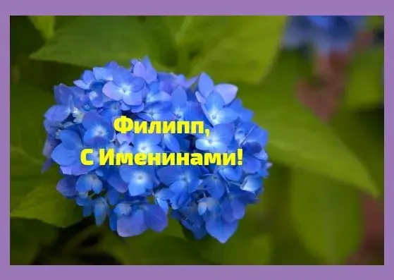 Открытка Открытки с именем Филлип - Открытка с синими гортензиями: С Днем рождения! | Красивая открытка #131