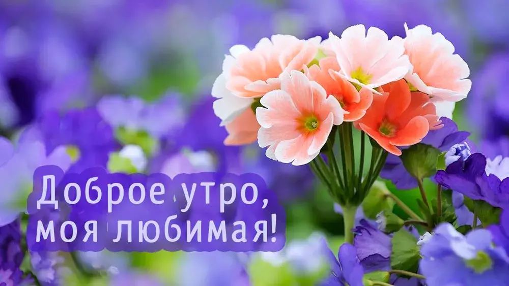 Открытка Доброе утро - Открытка с розовыми и фиолетовыми цветами | Красивая открытка #564