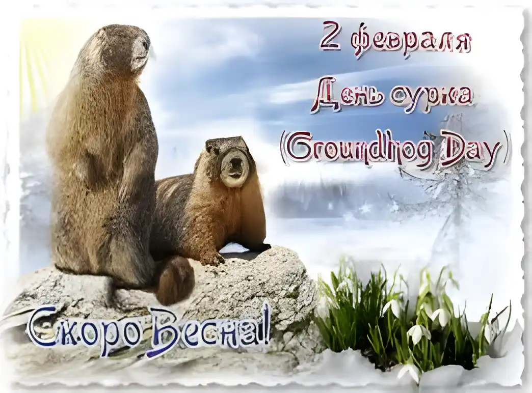 Открытка Открытки с днем сурка - День сурка: сурок на камне, снегопад, подснежники | Красивая открытка #24