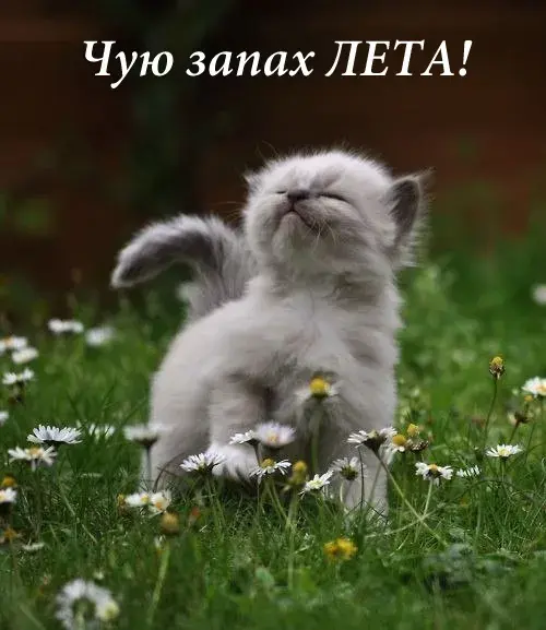 Открытка Про лето - Милый котенок на лугу с цветами - Открытка | Красивая открытка #27