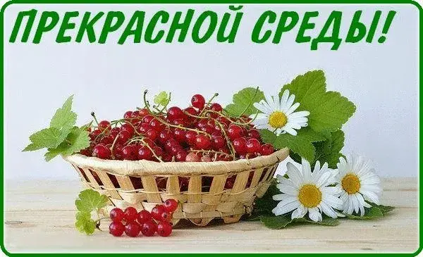 Открытка Удачной среды - Смородина в корзинке с ромашками  открытка | Красивая открытка #16