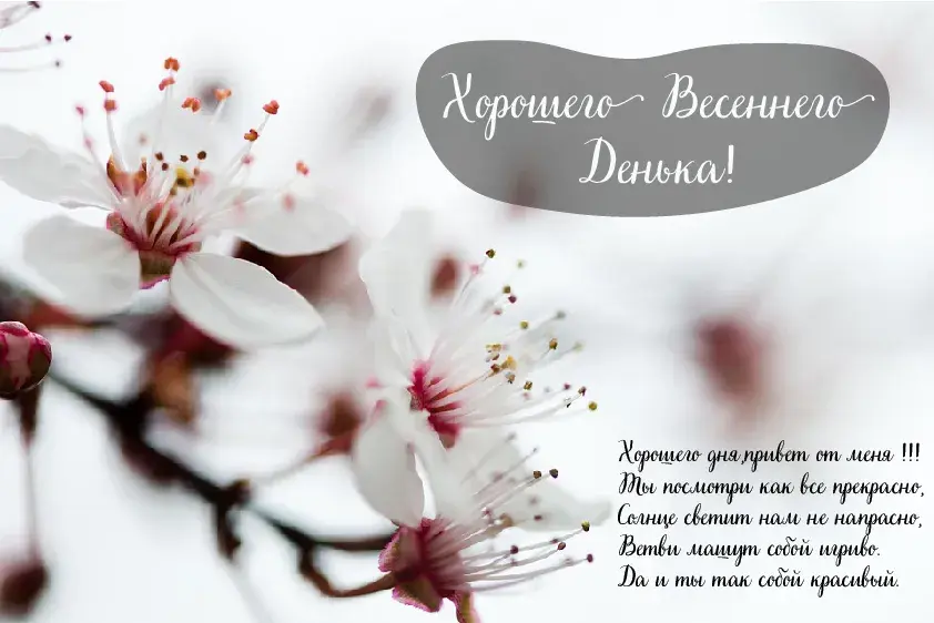 Открытка Весна - Цветущая вишня: Нежная открытка с цветами | Красивая открытка #5