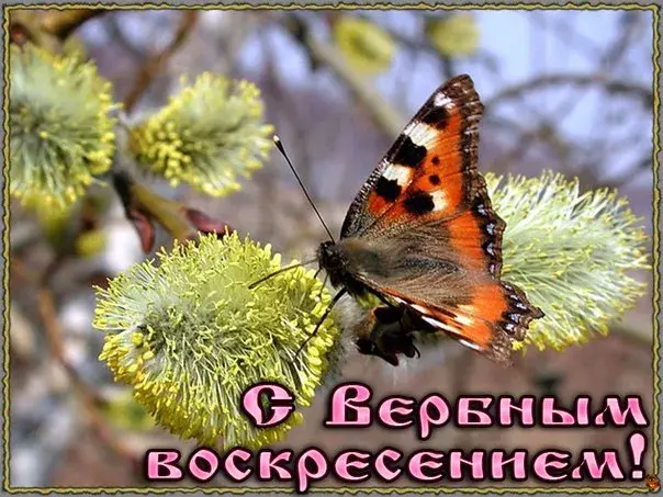 Открытка С вербным воскресеньем - Открытка: Бабочка на вербе  С Весной! | Красивая открытка #245