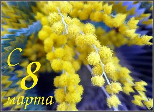 Открытка 8 марта - Цветы мимозы: открытка с 8 марта | Красивая открытка #414