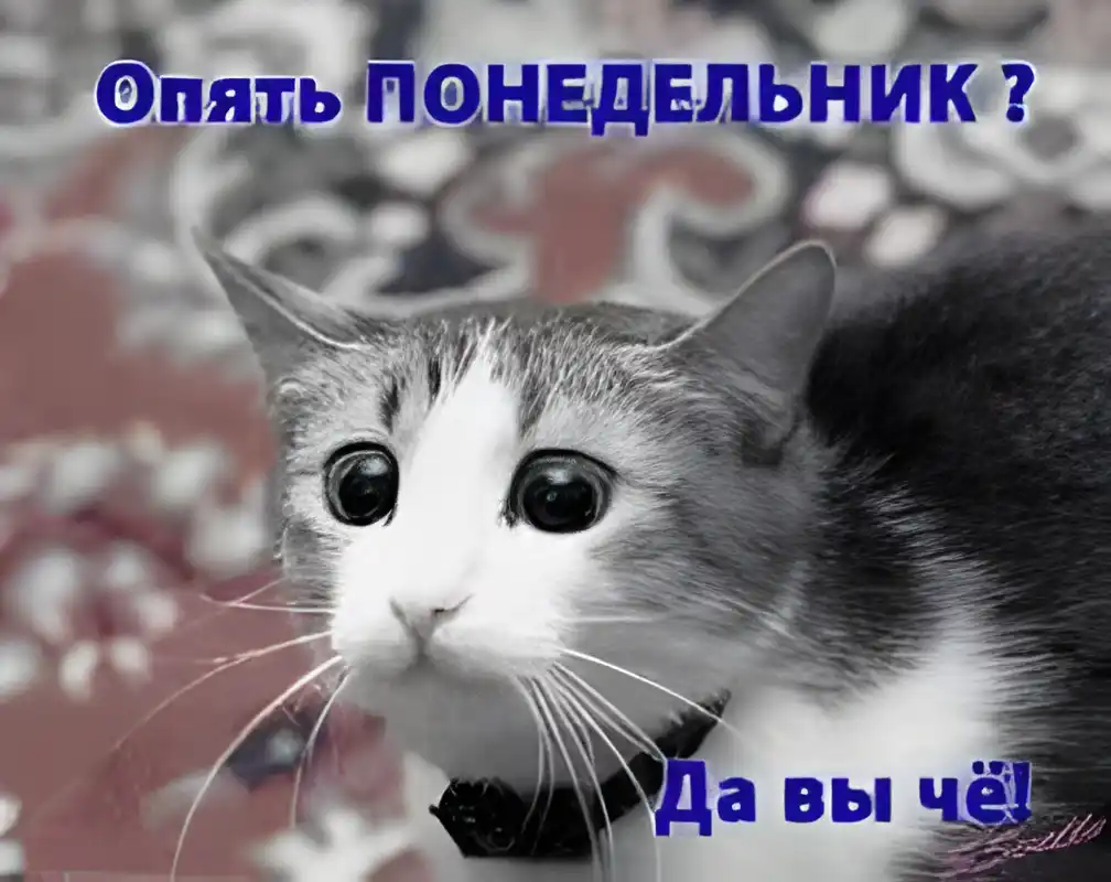 Открытка Открытки на понедельник - Открытка с черным котом в бантике | Красивая открытка #190