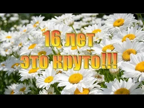 Открытка Открытки на 16 лет - Поле цветов: ромашки на открытке! | Красивая открытка #22