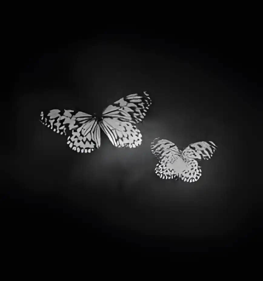 Открытка Открытки с бабочками - Открытка с бабочками: нежный дизайн в черно-белых тонах | Красивая открытка #205