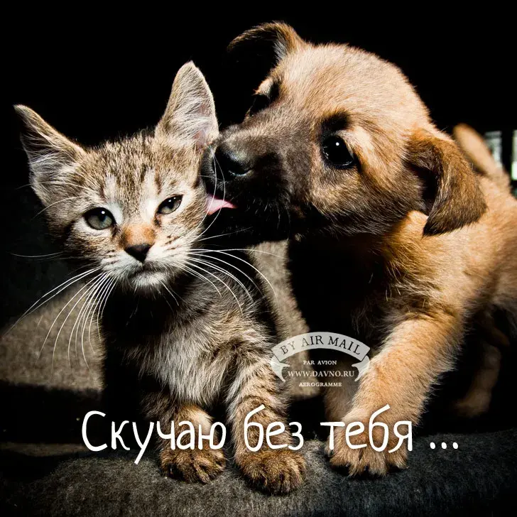 Открытка Скучаю - Открытка с котятами: Скучаю по тебе - купить онлайн | Красивая открытка #85