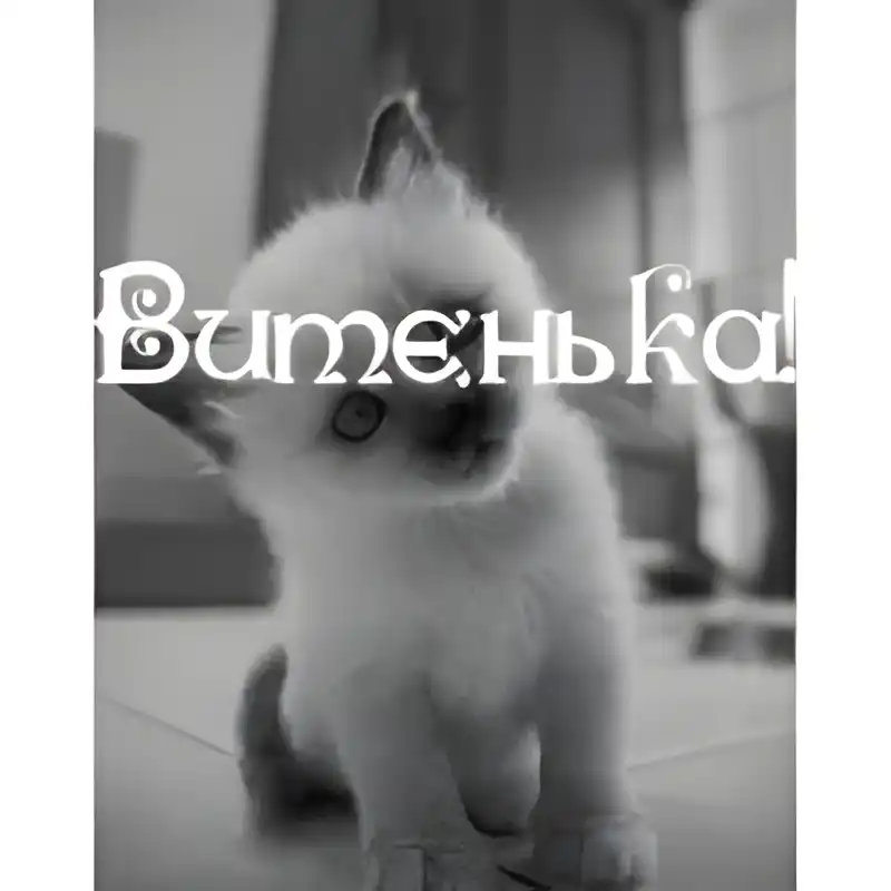 Открытка открытки с именем Виктор - Открытка с котенком: милый черно-белый котенок | Красивая открытка #105