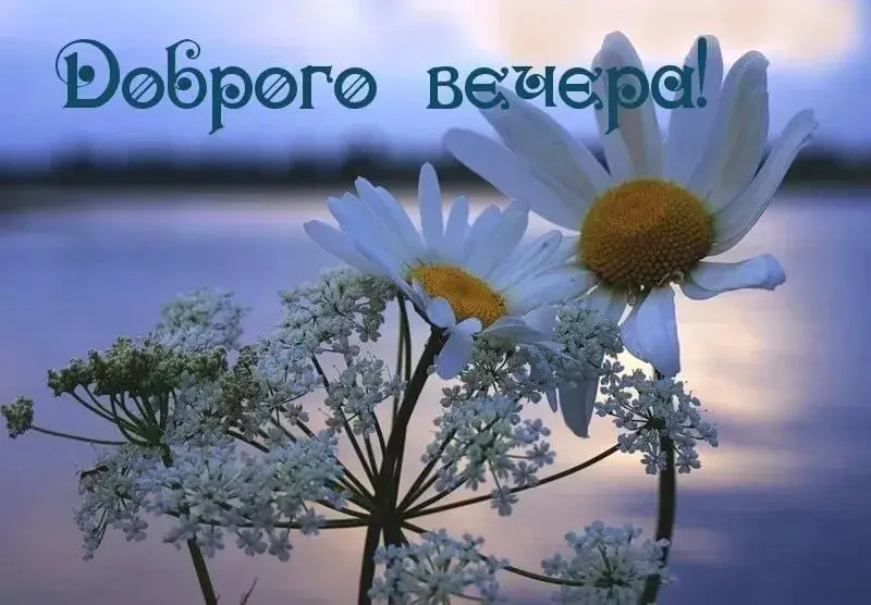 Открытка Добрый летний вечер - Цветы на закате: нежная открытка с природой | Красивая открытка #3