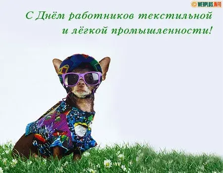Открытка Открытки с днем работников текстильной и легкой промышленности - Открытка с забавным чихуахуа в шлепе и очках | Красивая открытка #11