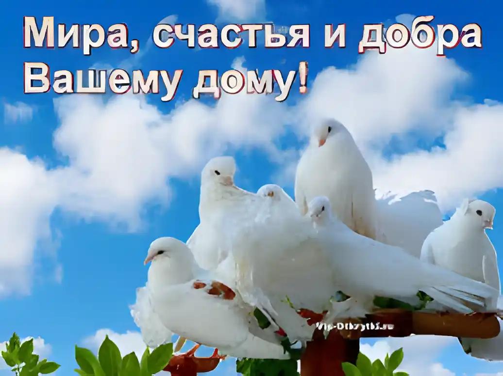 Открытка Открытки с днем мира - Белые голуби на ветке: открытка с птицами | Красивая открытка #7