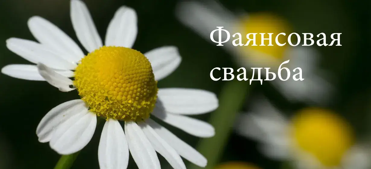 Открытка Открытки на Фаянсовую/Ромашковую свадьбу 9 лет - Белая ромашка крупным планом | Красивая открытка #31
