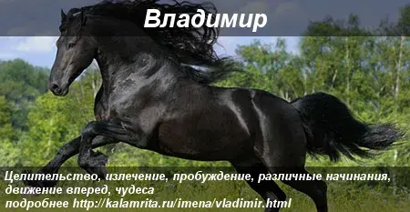 Открытка открытки с именем Владимир - Гривастый конь: открытка с лошадью - купить в Москве | Красивая открытка #114