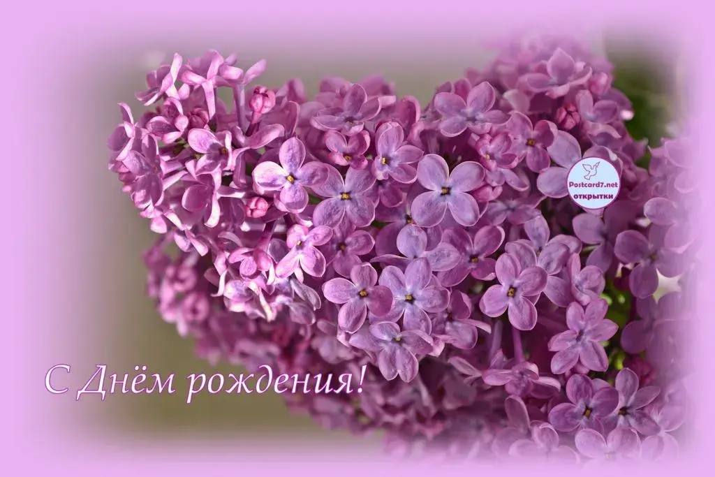 Открытка С сиренью - Открытка с сиреневыми цветами: поздравления с днем рождения | Красивая открытка #161