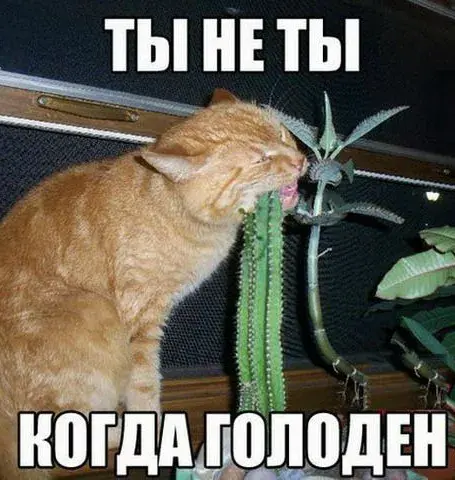 Открытка Прикольные открытки с животными - Кот и кактус: смешная открытка с котиком | Красивая открытка #28