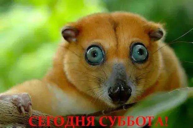 Открытка Открытки на субботу - Забавный лемур: открытка с необычным животным | Красивая открытка #163